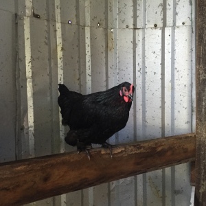 Henrietta, the hen. 